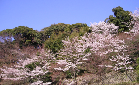 京都高台寺の桜　健康リング