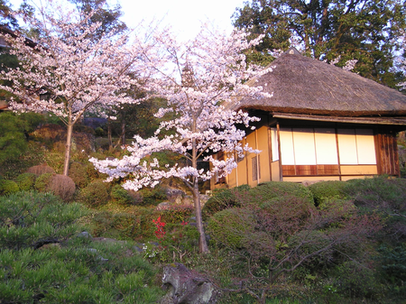 京都清水の桜風景